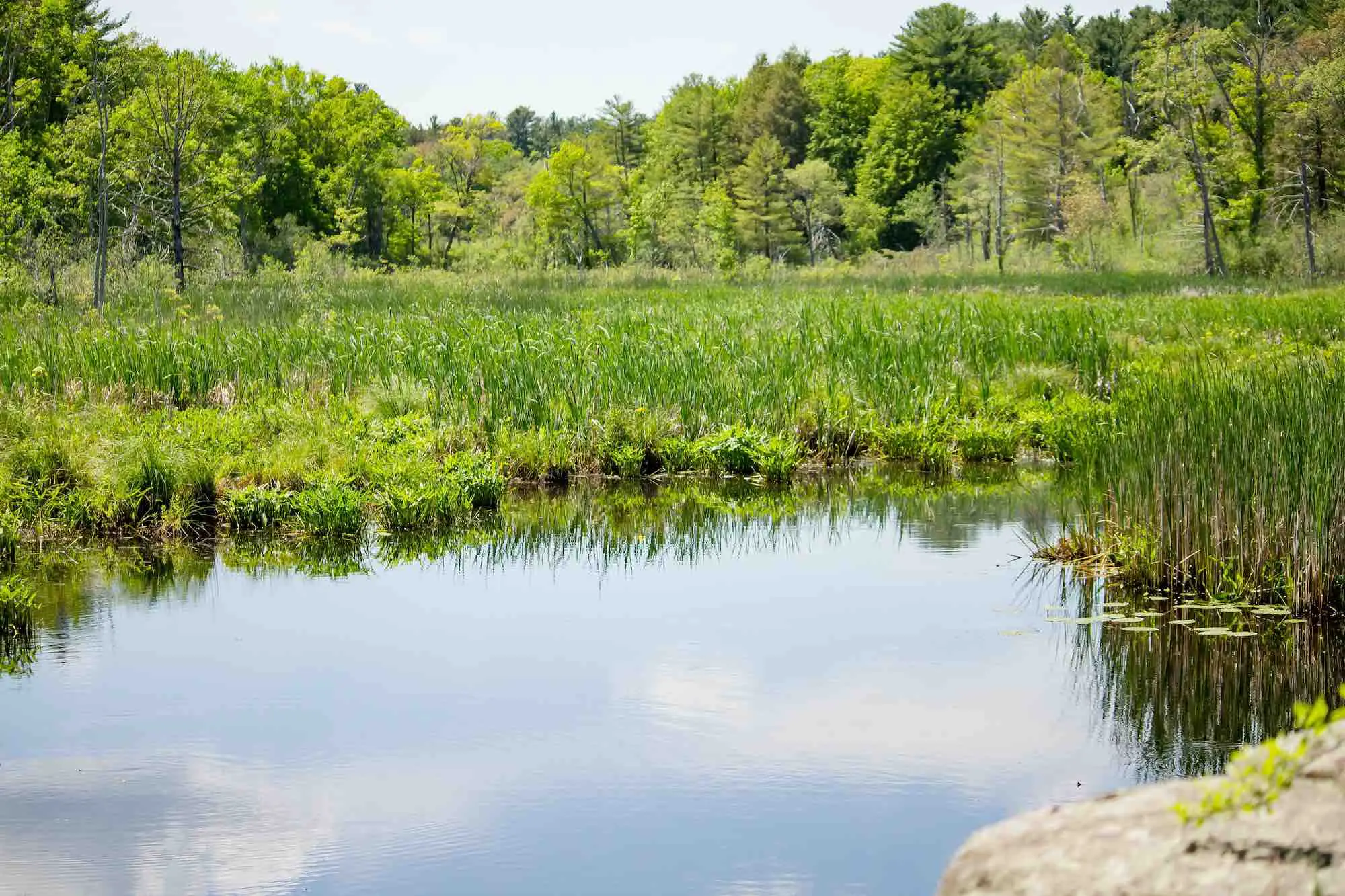 Decorative backyard pond with geomembrane liner