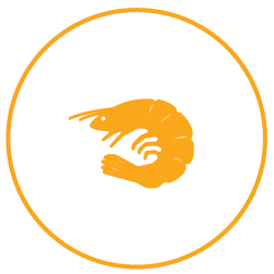 Shrimp farming aquaculture icon