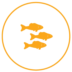 Icon of three fish representing aquaculture and sustainable seafood production for International Cover Systems.