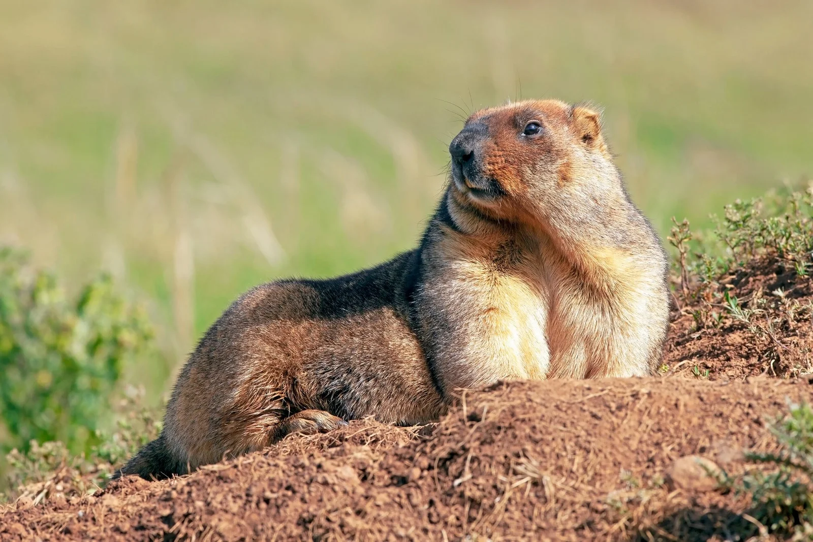 Ground hog or prairie dog
